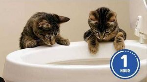 Эти КОШКИ такие СМЕШНЫЕ! 🤣 | Новые видео с кошками 2026 года