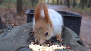 Маленькая рыжая белка. Зарисовка