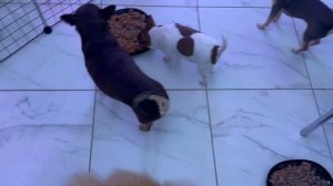 Я приготовила, а они выпендриваются.