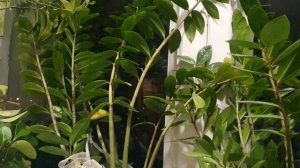 Но в чём виновны снегири...