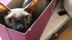 Алеся Птица Немые голоса