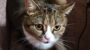 Кот. Вечерние посиделки. Полный релакс.