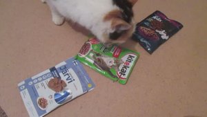 Какой влажный корм выберет кошка?