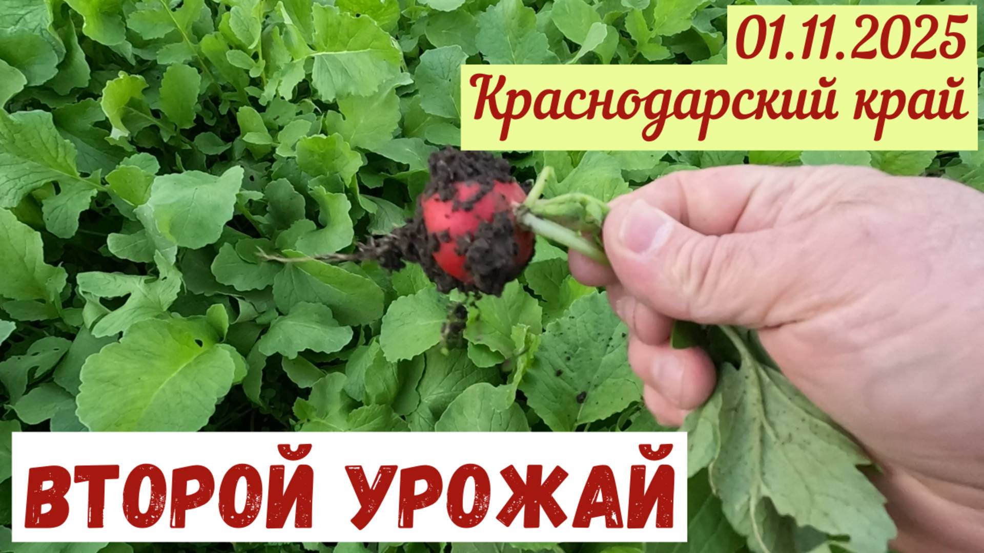 Краснодарский край: второй урожай(01.11.2025).