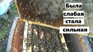Восстановление ослабленных пчелиных семей.