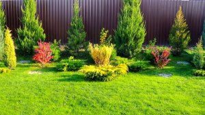 МОЖЖЕВЕЛЬНИКИ КОТОРЫЕ ХОЧЕТСЯ ПОВТОРИТЬ. 2.11.2025г.