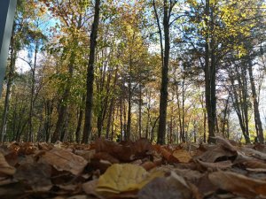 ИГРАЮ В GTA V ✌️;(sobakatop);