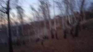 идём в ТЁМНЫЙ лес😨