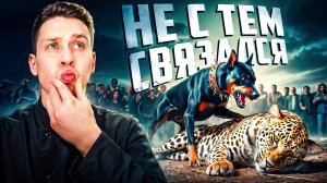 Когда животные связались не с тем противников