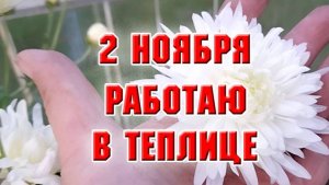 2 ноября. Работаю в теплице