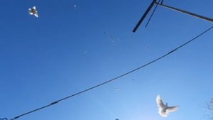 02.11.25 г. Андижанская порода голубей (2)