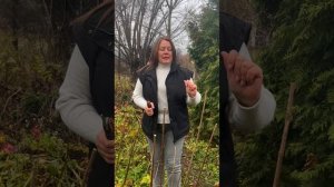 Осенняя обрезка метельчатой гортензии