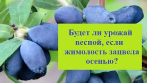 Жимолость зацвела осенью! Неужели останемся без ягод?