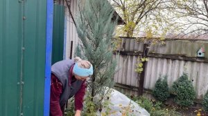 02-11-2025. Посадила полынь , освобождаю цветы от листьев