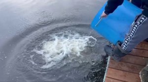 02.11.25. Утреннее зарыбление VIP зоны форелью.