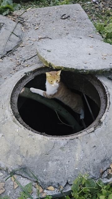 Внезапное спасение чужого кота