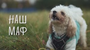 Наш Маф