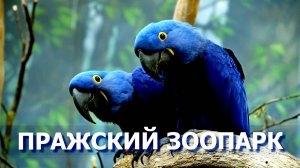 Пражский зоопарк — путешествие в мир животных и природы / зоопарк в апреле