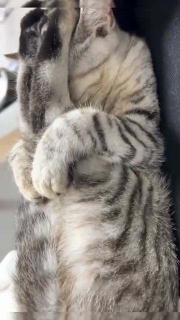 Сплю без задних ног 😼