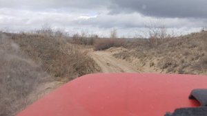 Тополёвая рядовка по Дону 2. Гиганты