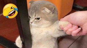 СМЕШНОЕ ВИДЕО Смешные видео про животных Наши любимые смешные животные Приколы с животными