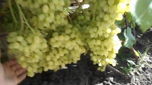 Клип на новую песню " Брюки клёш и река ток"