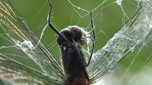 Песня паука (Паук и Стрекоза) 18+