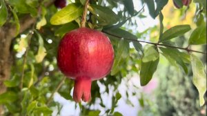 Пантикапей античный город гора Митридат шоу «Повара на колесах» город-герой Керчь