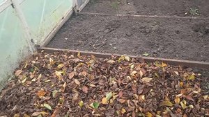 9.10.25г.     Убираю Опавшую🍂🍂🍂 ЛИСТВУ в САДУ!!!       Ношу в ТЕПЛИЦУ!!!👍🙂