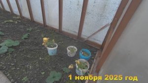 7 соток. Приехала проведать дачку. Что и как? Хроника 1 ноября 2025 год.