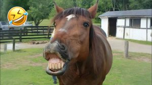 #смешныевидео -91