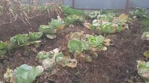 11.10.25г. Уборка 🥦🥦🥦КАПУСТЫ!!!    Какой УРОЖАЙ!!!👍👍👍🙂