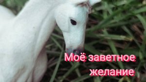 Сериал шляйх. Моё заветное желание. Серия 7