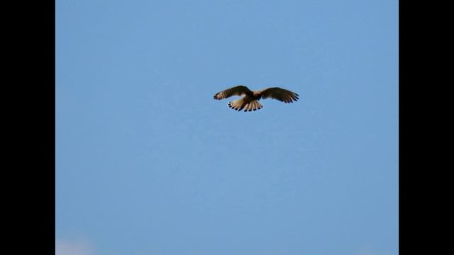 Мамаевка - ул. Великая Русь, птички и до пруда - платника - ч 2