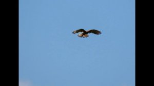 Мамаевка - ул. Великая Русь, птички и до пруда - платника - ч 2