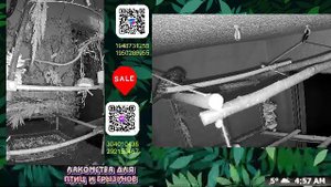 Волнистые попугаи 🦜🦜🦜 | авиарий на балконе📍