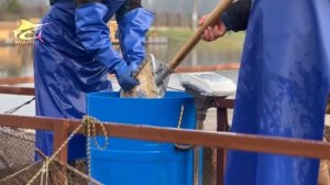 Запуск форели