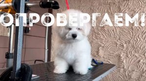Нельзя стричь щенка бишона фризе? Заблуждение! Первая стрижка с 2-3 месяцев,нюансы груминга малышей.