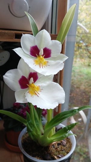 Первое домашнее цветение орхидеи Мильтония инка - подробный обзор содержания в городской квартире