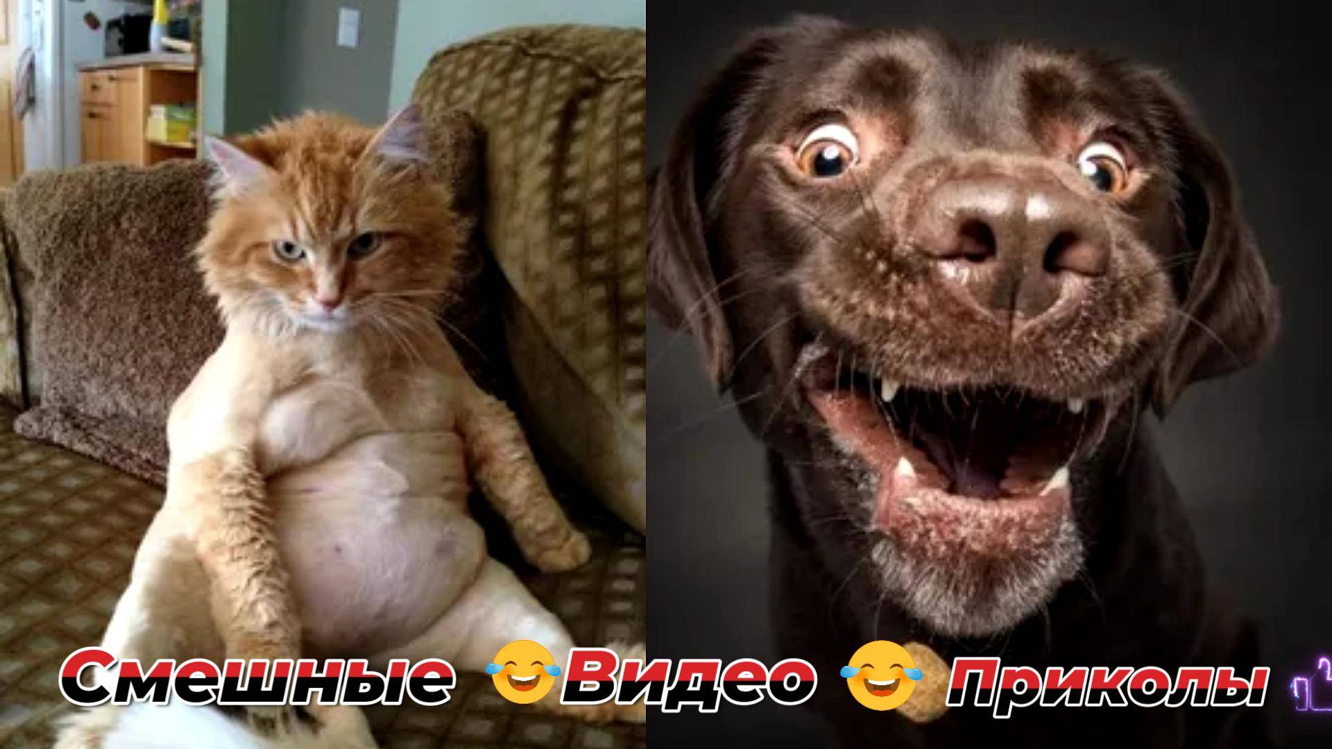 Самые смешные видео приколы|Юмор и Приколы.