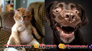 Самые смешные видео приколы|Юмор и Приколы.