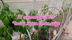 Что у меня в теплице на 27 сентября 2025