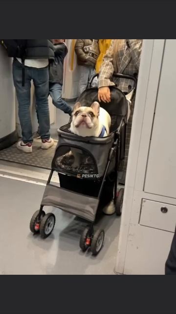 Прикол Всем рассказал о своей тяжёлой жизни 😂 #music #funny #pricol