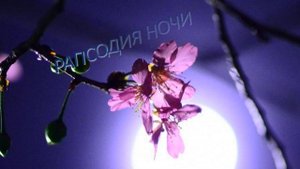 РАПСОДИЯ НОЧИ - Жанна Вишнякова Арс