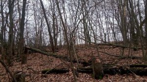 Что будет, если блоггер Картавый станет губернатором?