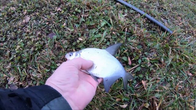 Пробная рыбалка на реке Ижора. Знакомство с водоёмом и первый улов.