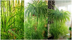 ХЛОРОФИТУМ - цветок из прошлого. ОКЕАН в котором можно утонуть.