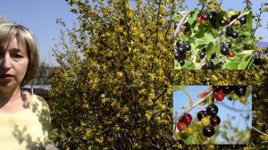 Кавказcкая смородина