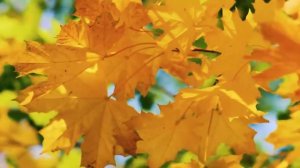 🍁🍂АЛЕКСАНДР СЕРГЕЕВИЧ ПУШКИН ~ Осень ~ В прочтении Иннокентия Смоктуновского 🍂🍁