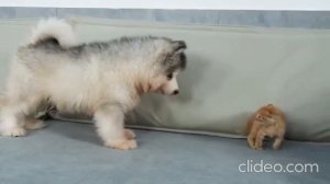 такая милота .мир домашних животных .2025 Спасенный Котенок Отказывается Спать, Если Он Не Рядом Со